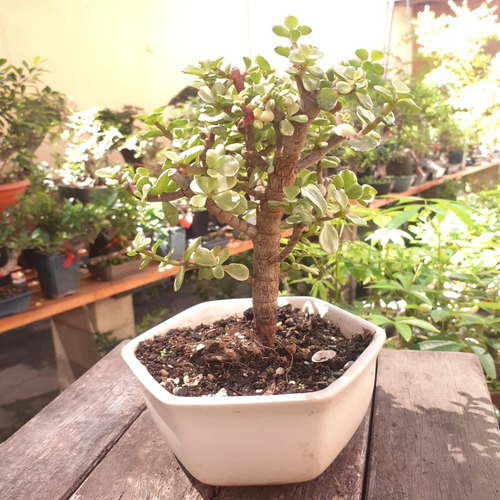 Bonsai Portulacaria Afra Variegada En Maceta Esmaltada