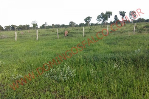 Imagem 12 de 15 de Venda - Fazenda - Zona Rural - Divinópolis Do Tocantins - To - D4827