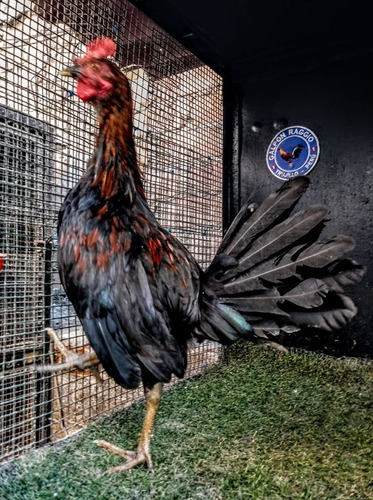 Gallos Linea Dominicana Jango Galpon Raggio