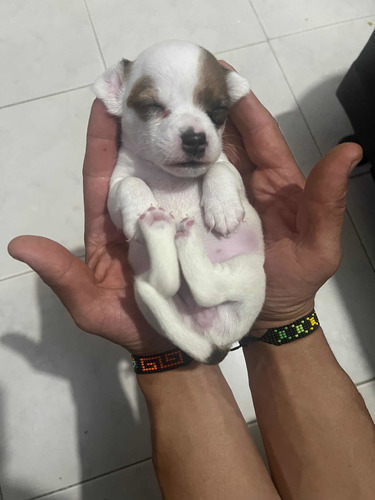 Perro Jack Russell Terrier