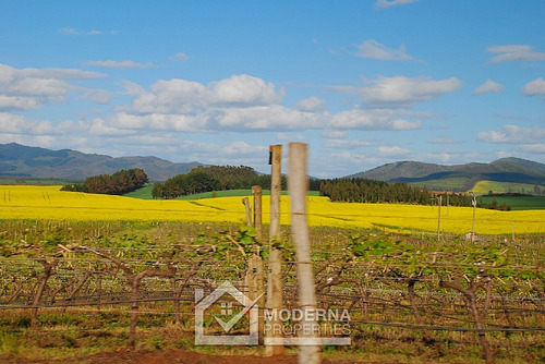 Campo 964 Ha. Con Uva, Forestal Y Forraje