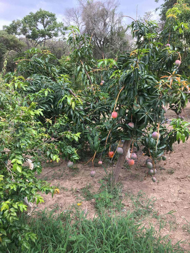 Área Com 36.000 Metros Em Mairinque Aceito Permuta