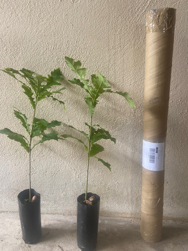 Arbol De Encino Bur De Semilla (bellota) Quercus Macrocapha