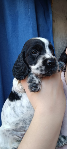 Hermosos Cocker Spaniel Puros Madre Con Pedigree