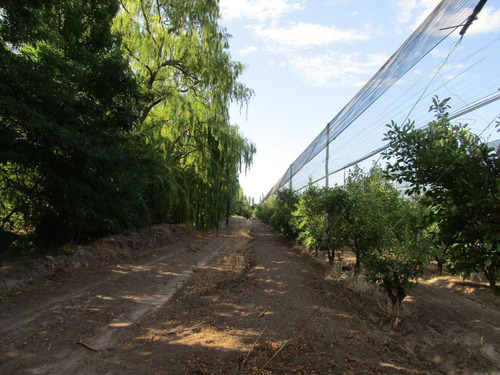 Imagen 4 de 7 de Vendo Exelente Finca Productiva Con Bodega Y Secadero En San Rafael Mendoza