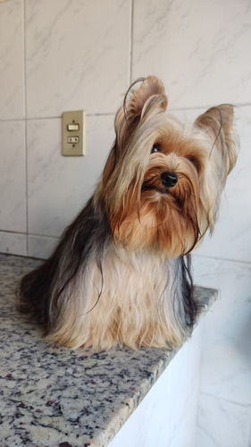 Yorkshire Filhote Fêmea Com Pedigree Cbkc-fci Azul Aço E Castanho