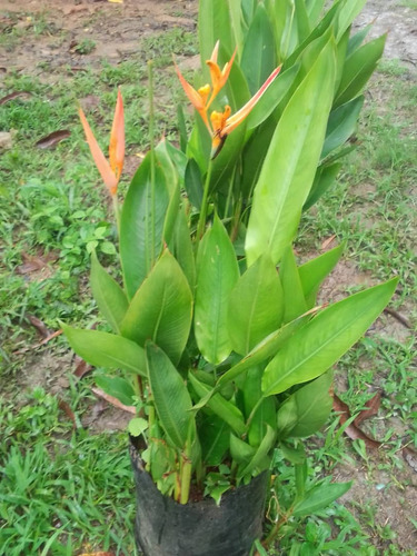Avecillas