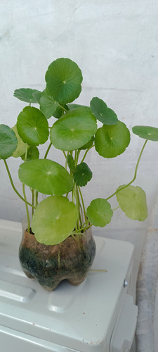 Plantas De Lochita, Suculentas, Yerbabuena Y Otras.