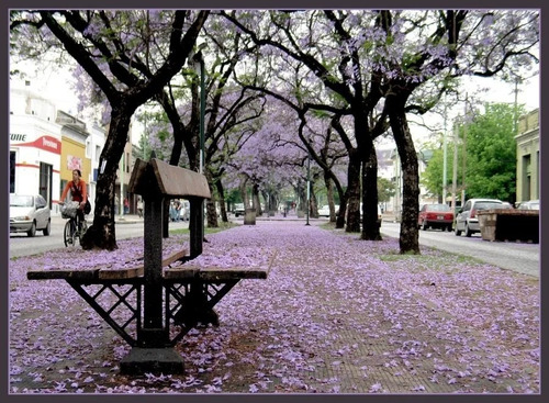 1000 Semillas Forestales (para Vivero) Envio Gratis