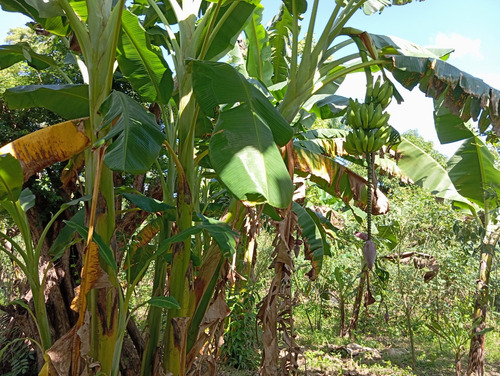 Finca Los Montones Venta , Hato Dama San Cristóbal