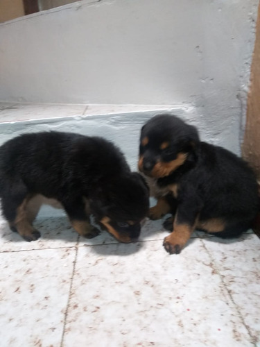 Tenemos Lindos Cachorros Rott.. Ya Vacunados