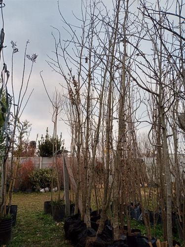 Imagen 2 de 9 de Arbol Liquidambar - 2.5 Mts. 4 Años - E.gratis - Hab.senasa