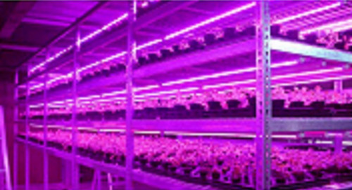 Imagen 3 de 7 de Tubo Led 9w 60cm Cultivo Crecimiento - 1 Año De Gtía