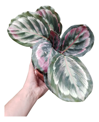 Calathea Roseopicta Misty , Balla Planta De Coleccion M15