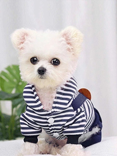 Enterito Gato O Perro Con Diseño De Oso