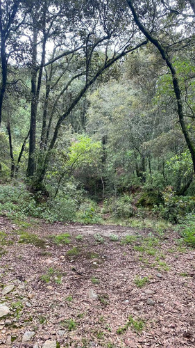 Imagen 5 de 10 de Venta Terreno Real Del Monte Hidalgo Ideal Para Cabañas