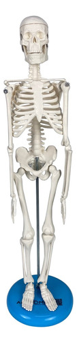 Esqueleto Humano - Modelo Anatômico Com 45 Cm.