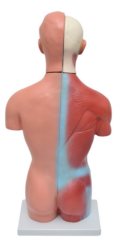 Esqueleto 85 Cm Com Torso Masculino De 42cm Em 13 Partes
