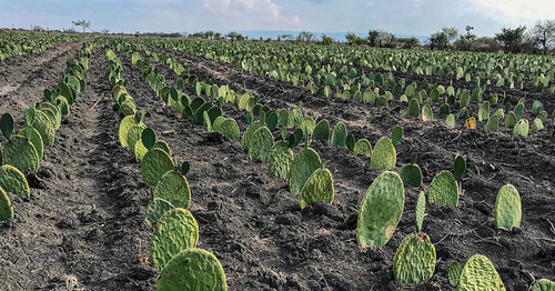 50 Pencas Madre Nopal Doble Propósito