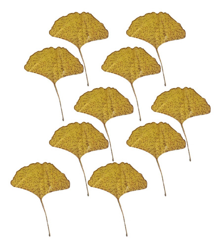 5 X 10x Hojas Secas Prensadas, Hojas Secas De Ginkgo Para
