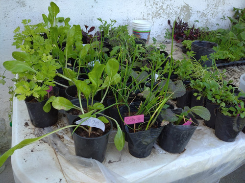 Plantines De Huerta Y Más