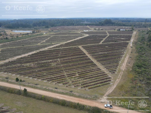 Imagen 5 de 30 de Campo En Venta Entre Rios De 720 Has Arándanos/ Nuez Pecan. Planta De Packaging, Cámaras De Frio