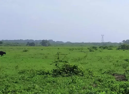 Finca Ganadera