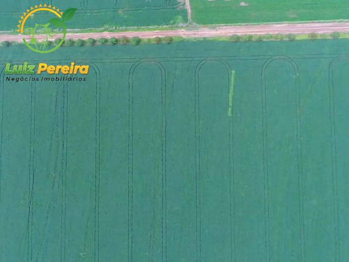 Imagem 7 de 14 de Fazenda À Venda Em Naviraí - Ms - De 149,17 Alqueires (em Lavoura De Soja) - 1678