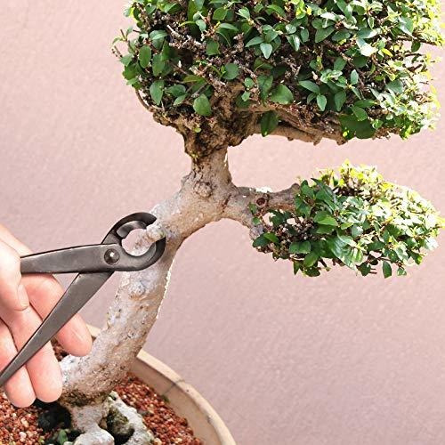 Conjunto Básico Bonsai - Cortador Cóncavo 8puLG Y Tijera