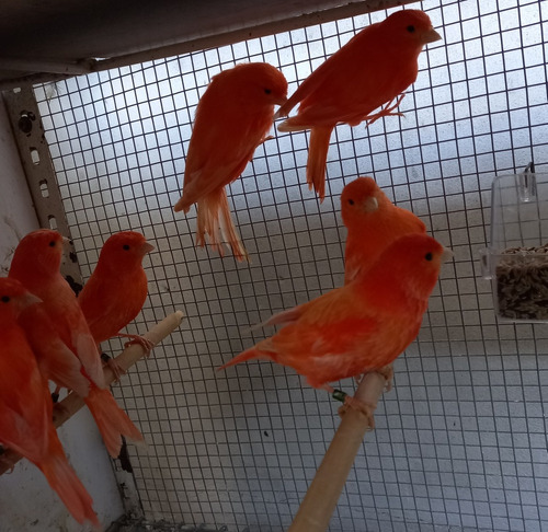 Canarios Rojos Machos, Criados En Cautiverio  Anillados