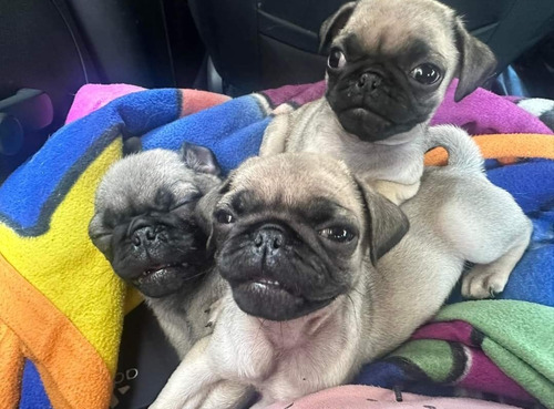 Pug Carlinoo Colita Tornillo