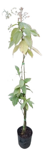 Odontonema Strictum E04