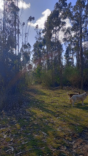 Terreno / Los Alamos, Región Del Biobío