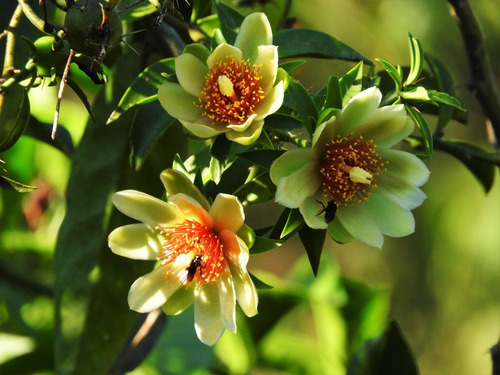 Ora Pro Nobis - (pereskia Aculeata) 12 Estacas+brinde