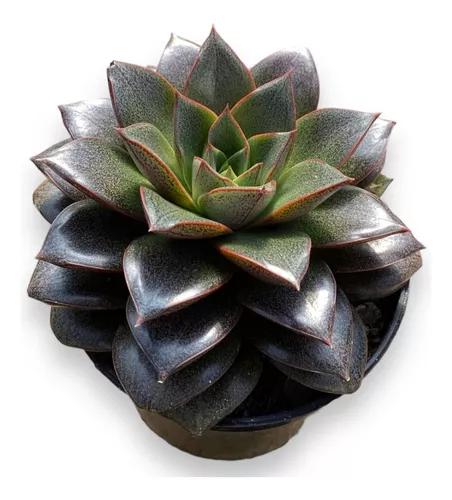 Suculenta Rara Echeveria Dionysos (dionisio) Top Decoração  