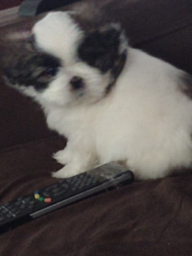 Imagem 2 de 5 de Vendo Shihtzu