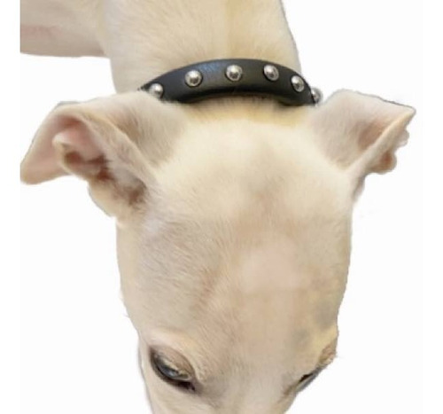 Imagem 5 de 5 de Coleira Para Cachorro Pequeno Preta Com Aplique Prata Couro