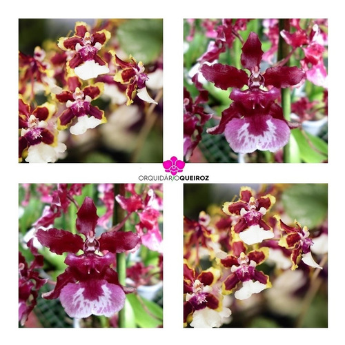 Orquídea Oncidium Sharry Baby - Cheiro De Chocolate | Parcelamento sem juros