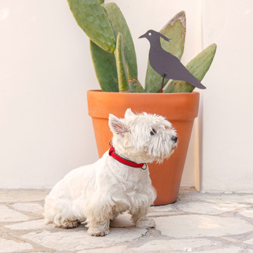 Imagen 2 de 10 de Collar Regulable Para Perro Talle Xl Lola Pets
