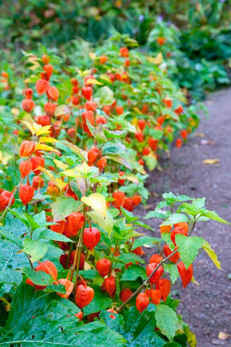 Physalis Alkekengi Lanterna Chinesa -sementes Flor Pra Mudas