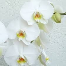 Planta De Orquideas (phalaenopsis) Envío Gratis (oferta)