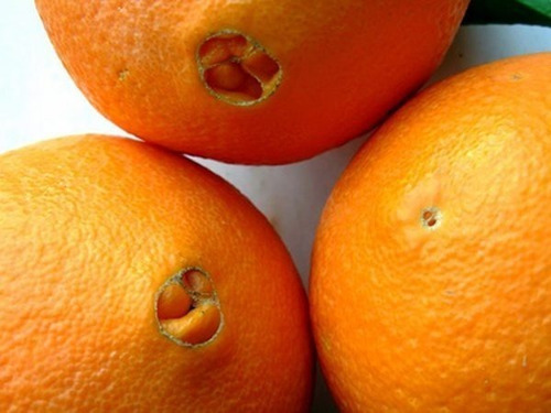 Naranja Navel Roja Injerta Pregunte Por Costo De Envio