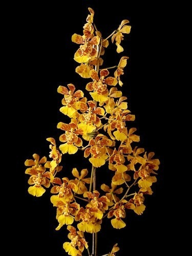 Orquídea Oncidium Flor Amarela Planta Adulta Com Vaso | MercadoLivre
