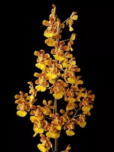 Orquídea Oncidium Flor Amarela Planta Adulta Com Vaso