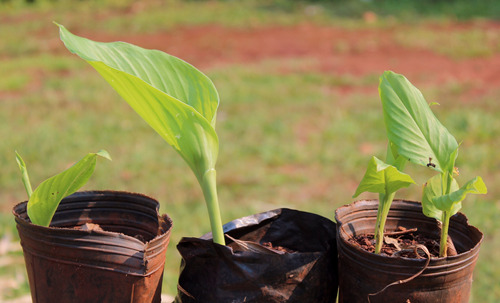 Plantines De Curcuma 3-4 Meces, En Macetas De 0.5 Litros