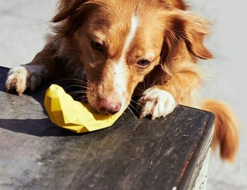 ... Juguete Interactivo Recargable Para Mascotas: Perra Geom