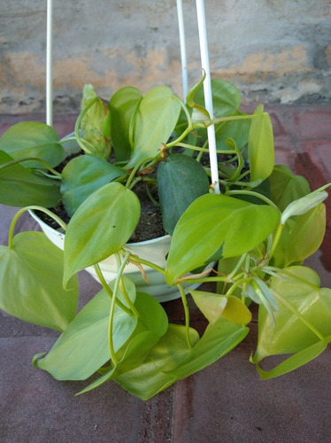 Imagen 5 de 10 de Planta Potos Purificadora Del Aire