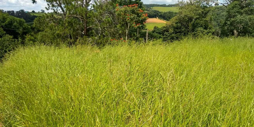 Imagem 5 de 6 de Terreno 2.100m2 Com Escritura A Venda Em Pinhalzinho Sp