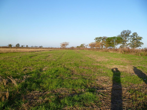 Imagen 5 de 6 de Campo - Bella Italia