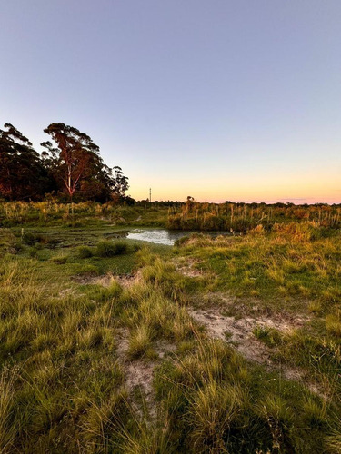 Campo En Saladas, Corrientes 409 Ha. Mixto. Sobre Ruta 118 - Venta